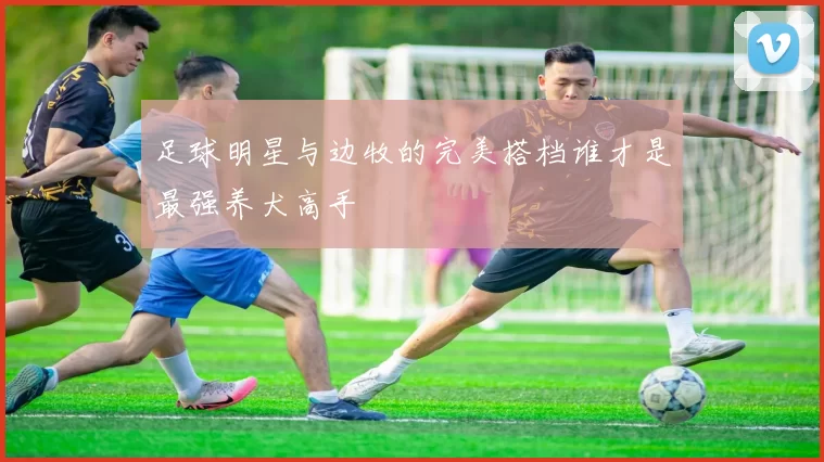足球明星与边牧的完美搭档谁才是最强养犬高手