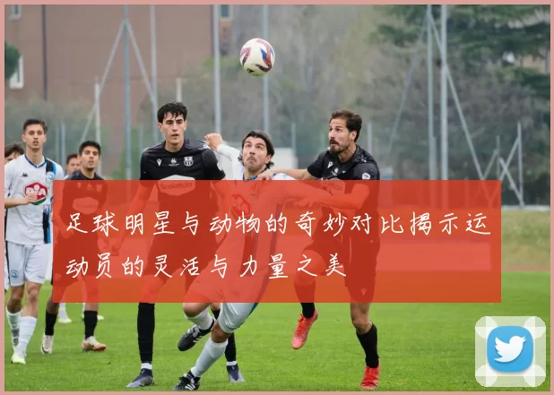 足球明星与动物的奇妙对比揭示运动员的灵活与力量之美